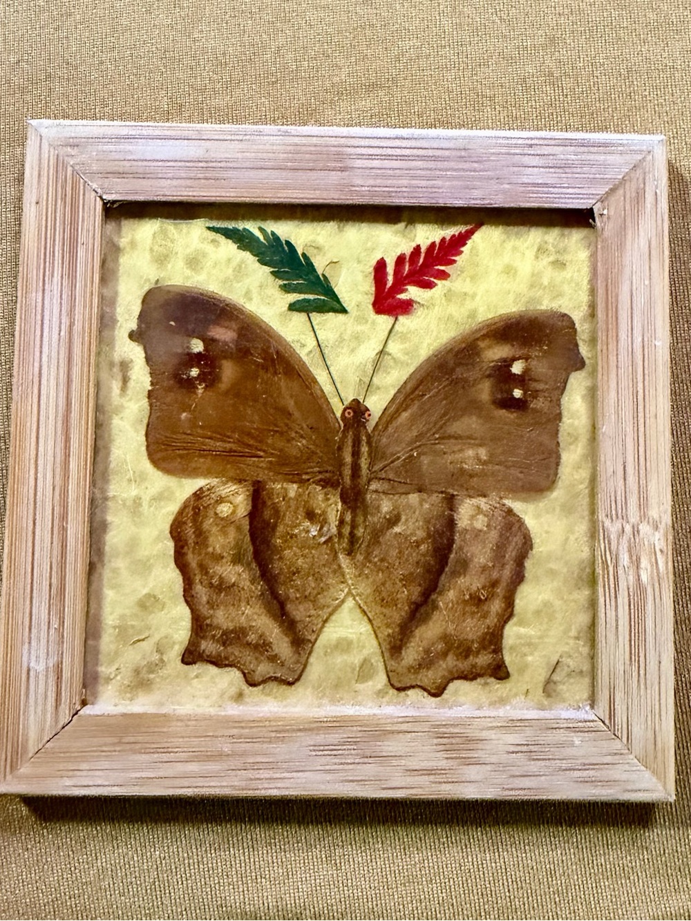 Vtg Framed Real Butterfly Taxidermy Art – Dead Leaf Mimic Wall Decor / Coaster